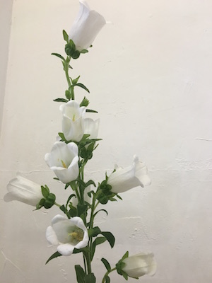 柏の美容室omino花
